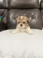 Stella, a female Mal Shi for sale in Houston, TX – 3 of 3
