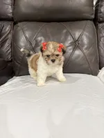 Lila, a female Mal Shi for sale in Houston, TX – 3 of 3