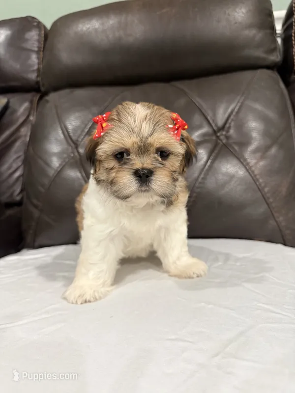 Lila – Mal Shi puppy for sale in Houston, TX