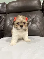Lila, a female Mal Shi for sale in Houston, TX – 1 of 3