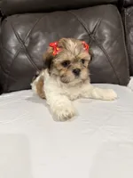 Lila, a female Mal Shi for sale in Houston, TX – 2 of 3