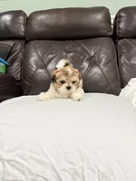 Stella, a female Mal Shi for sale in Houston, TX – 2 of 3