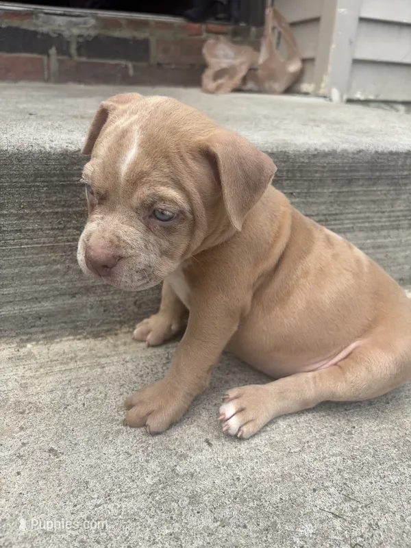 Pretty Girl, a female American Bully for sale in Reynoldsburg, OH – 1 of 2