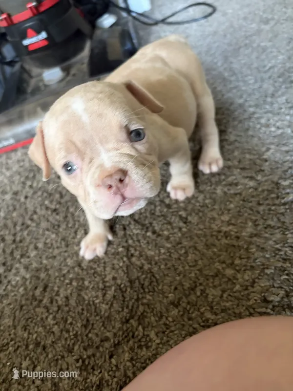 Sleepy, a female American Bully for sale in Reynoldsburg, OH – 1 of 3