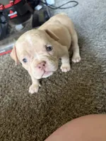 Sleepy, a female American Bully for sale in Reynoldsburg, OH – 1 of 3