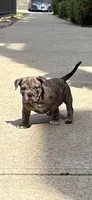 Dotty, a female American Bully for sale in Reynoldsburg, OH – 2 of 3