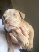 Pretty Girl, a female American Bully for sale in Reynoldsburg, OH – 2 of 2