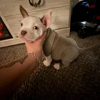 Kream, a female American Bully for sale in Reynoldsburg, OH – Photo 2 of 4