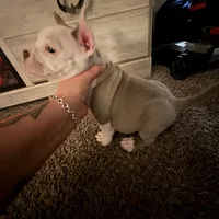 Kream, a female American Bully for sale in Reynoldsburg, OH – Photo 3 of 4