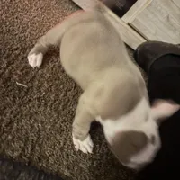 Kream, a female American Bully for sale in Reynoldsburg, OH – Photo 4 of 4