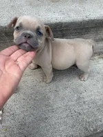 Blue baby, a female American Bully for sale in Reynoldsburg, OH – 2 of 2