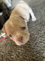 Sleepy, a female American Bully for sale in Reynoldsburg, OH – 3 of 3