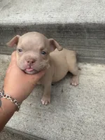 Little   Lady, a female American Bully for sale in Reynoldsburg, OH – 1 of 2