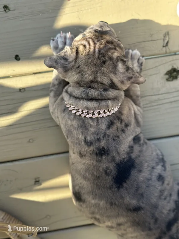 Dotty – American Bully puppy for sale in Reynoldsburg, OH