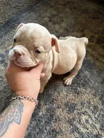 Sleepy, a female American Bully for sale in Reynoldsburg, OH – 2 of 3