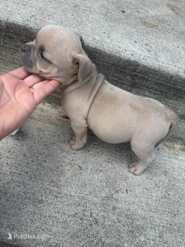 Blue baby – American Bully puppy for sale in Reynoldsburg, OH