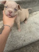 Little   Lady, a female American Bully for sale in Reynoldsburg, OH – 2 of 2