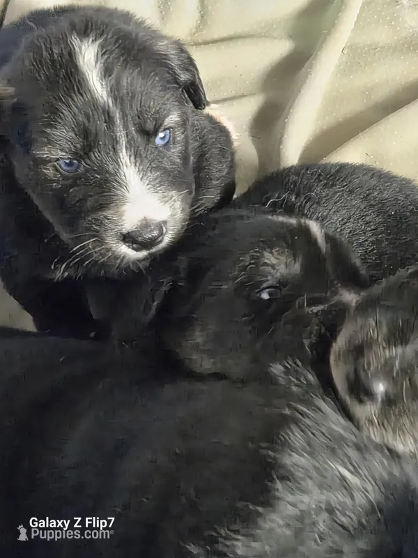 BREEZ – Goberian puppy for sale in Southfield, MI