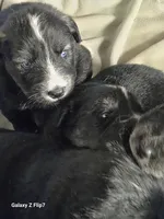 BREEZ, a male Goberian for sale in Southfield, MI – 1 of 2