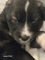 BREEZ, a male Goberian for sale in Southfield, MI – 2 of 2