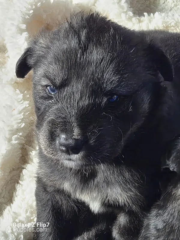 BANDIT – Goberian puppy for sale in Southfield, MI