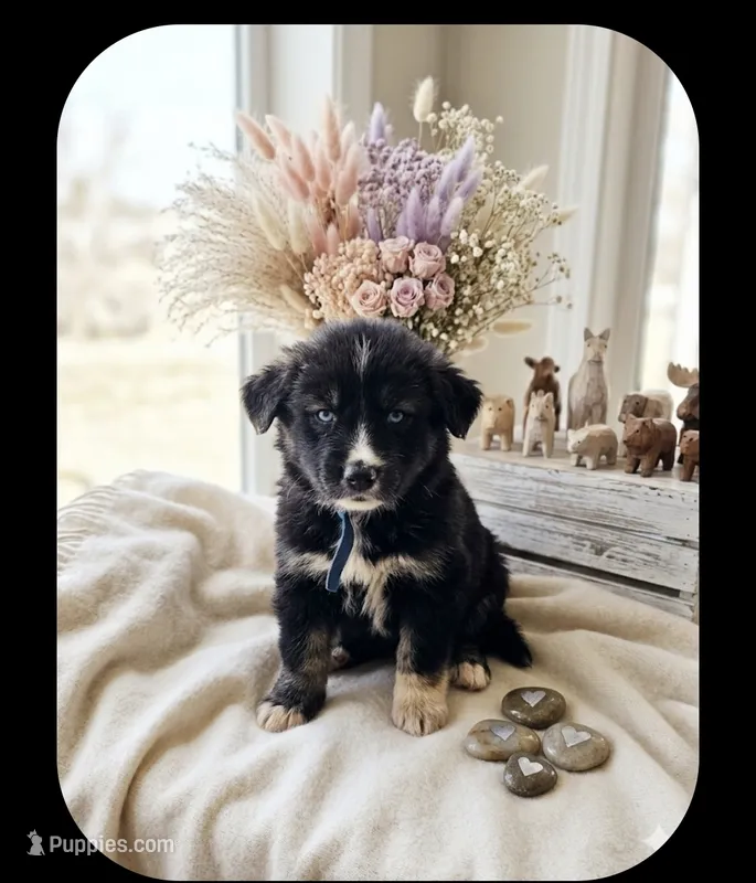 BREEZ – Goberian puppy for sale in Southfield, MI