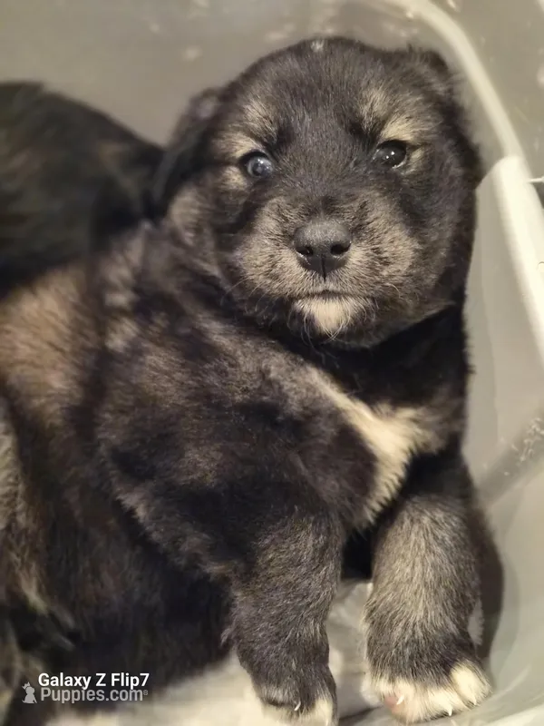 BLAZER – Goberian puppy for sale in Southfield, MI