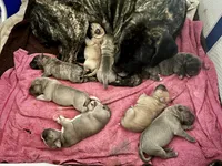 Sasha, a female Cane Corso for sale in Towson, MD – Photo 5 of 7