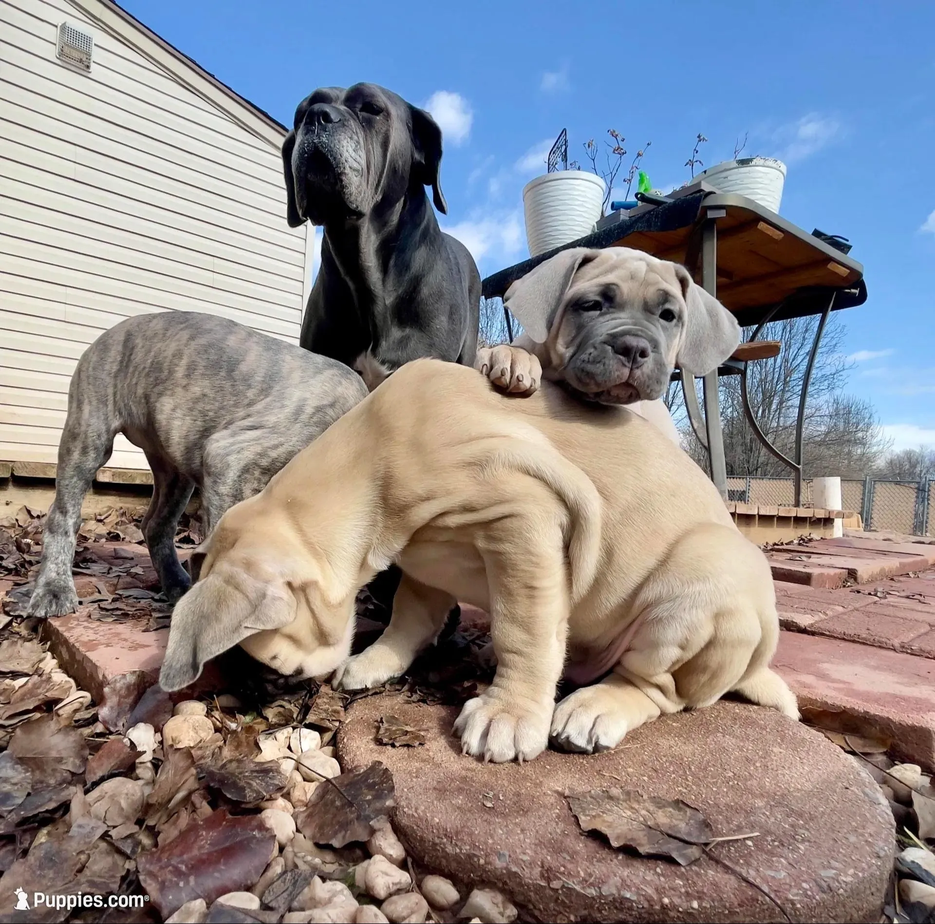 Sandy, a female Cane Corso for sale in Towson, MD – Photo 2 of 7
