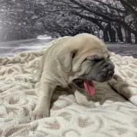 Sandy, a female Cane Corso for sale in Towson, MD – Photo 5 of 7