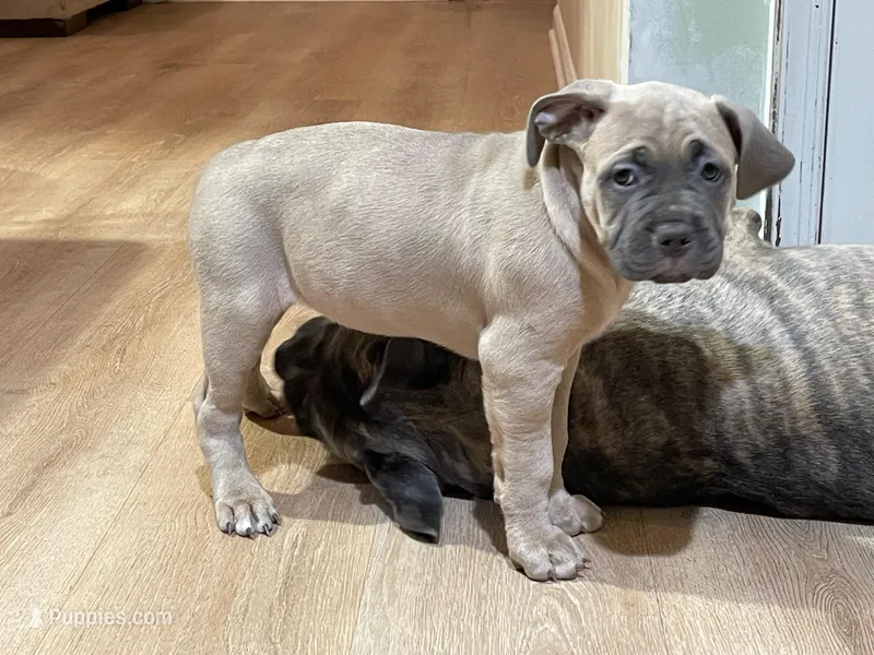 Sandy – Cane Corso puppy for sale in Towson, MD