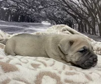 Sasha, a female Cane Corso for sale in Towson, MD – Photo 3 of 7