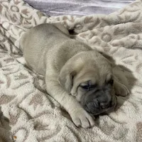 Sandy, a female Cane Corso for sale in Towson, MD – Photo 3 of 7