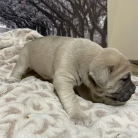 Sandy, a female Cane Corso for sale in Towson, MD – Photo 4 of 7