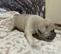 Sasha, a female Cane Corso for sale in Towson, MD – Photo 2 of 7