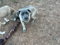 Pepper, a female Cane Corso for sale in Towson, MD – 2 of 6