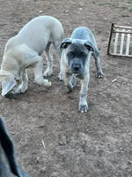 Pepper, a female Cane Corso for sale in Towson, MD – 3 of 6