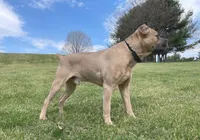 Jade, a female Cane Corso for sale in Towson, MD – Photo 6 of 6