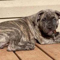 Jade, a female Cane Corso for sale in Towson, MD – Photo 2 of 9