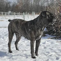 Jade, a female Cane Corso for sale in Towson, MD – Photo 8 of 9