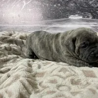 Jade, a female Cane Corso for sale in Towson, MD – Photo 7 of 9