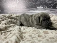 Jade, a female Cane Corso for sale in Towson, MD – Photo 4 of 6