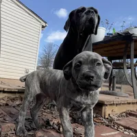 Jade, a female Cane Corso for sale in Towson, MD – Photo 1 of 9