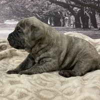 Jade, a female Cane Corso for sale in Towson, MD – Photo 5 of 9