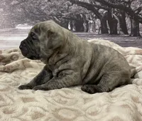 Jade, a female Cane Corso for sale in Towson, MD – Photo 2 of 6