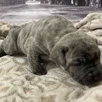 Jade, a female Cane Corso for sale in Towson, MD – Photo 6 of 9