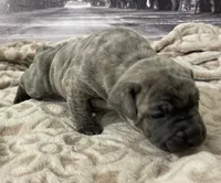 Jade, a female Cane Corso for sale in Towson, MD – Photo 3 of 6