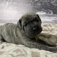 Jade, a female Cane Corso for sale in Towson, MD – Photo 4 of 9