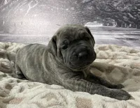 Jade, a female Cane Corso for sale in Towson, MD – Photo 1 of 6