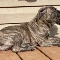 Jade, a female Cane Corso for sale in Towson, MD – Photo 3 of 9